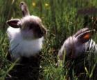 çim iki genç tavşanlarda
